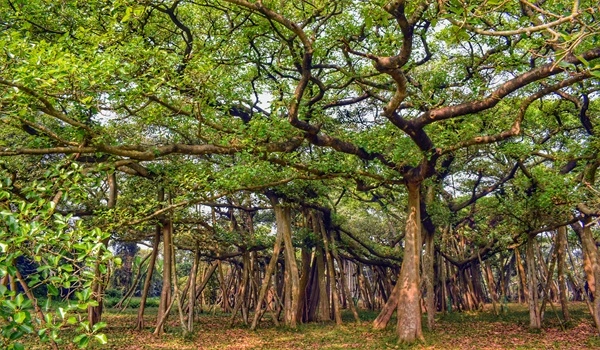 Big Banyan Tree